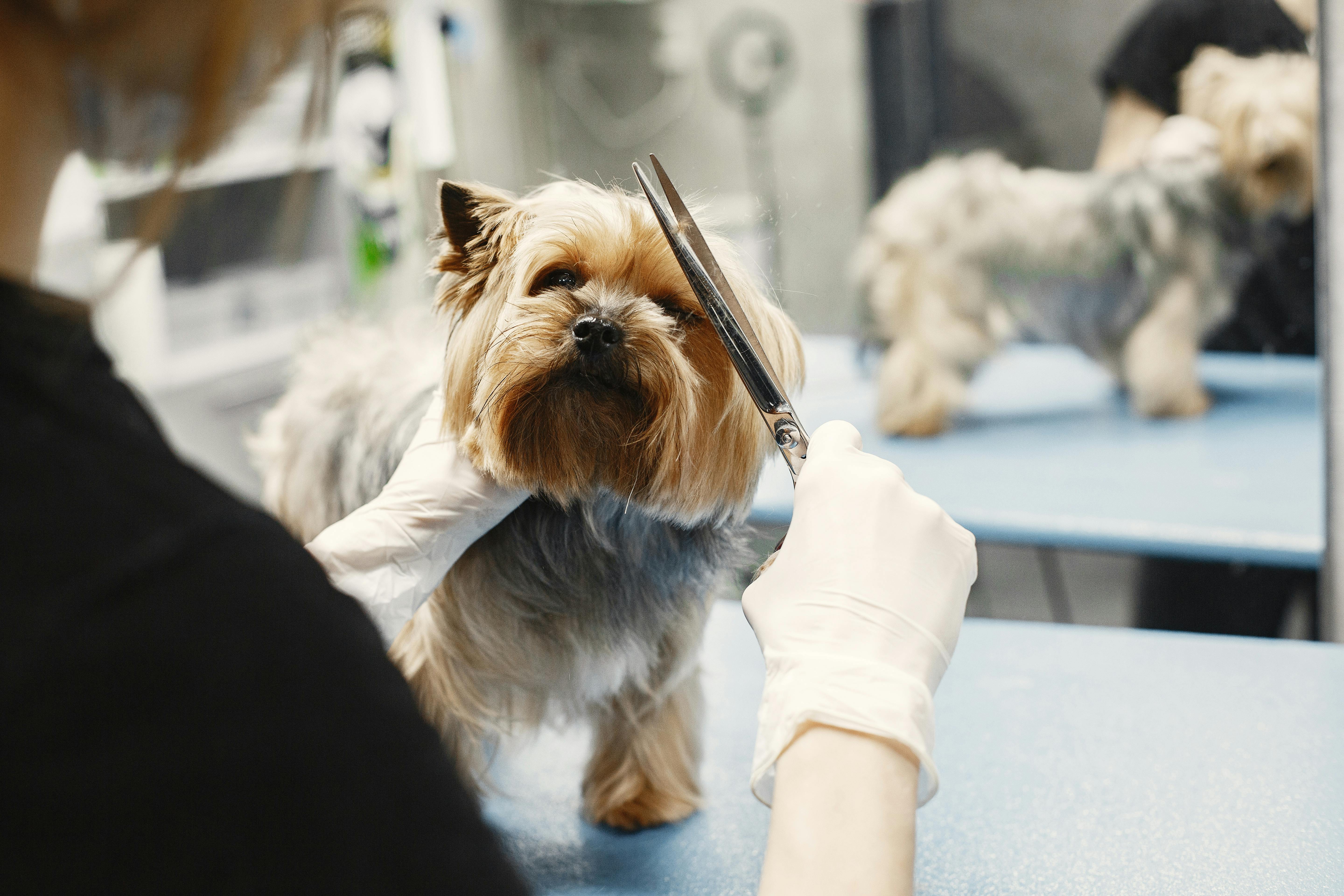 Professional dog groomer gently caring for a happy golden retriever at Dog's Heaven Grooming Parlour in Somerset West